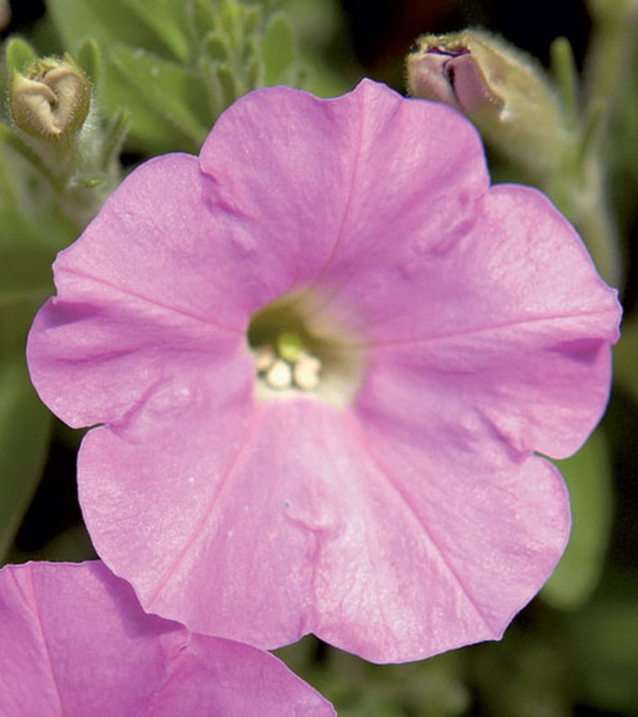 Сурфиния Табл Софт Пинк